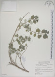 中文名:海埔姜(S053836)學名:Vitex rotundifolia L. f.(S053836)英文名:Simple-leaf chaste tree