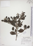 中文名:海埔姜(S054125)學名:Vitex rotundifolia L. f.(S054125)英文名:Simple-leaf chaste tree