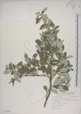 中文名:海埔姜(S055106)學名:Vitex rotundifolia L. f.(S055106)英文名:Simple-leaf chaste tree