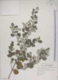 中文名:海埔姜(S062402)學名:Vitex rotundifolia L. f.(S062402)英文名:Simple-leaf chaste tree