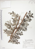 中文名:海埔姜(S062783)學名:Vitex rotundifolia L. f.(S062783)英文名:Simple-leaf chaste tree