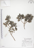 中文名:海埔姜(S062942)學名:Vitex rotundifolia L. f.(S062942)英文名:Simple-leaf chaste tree
