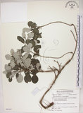 中文名:海埔姜(S063247)學名:Vitex rotundifolia L. f.(S063247)英文名:Simple-leaf chaste tree