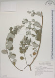 中文名:海埔姜(S065304)學名:Vitex rotundifolia L. f.(S065304)英文名:Simple-leaf chaste tree