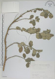 中文名:海埔姜(S066888)學名:Vitex rotundifolia L. f.(S066888)英文名:Simple-leaf chaste tree