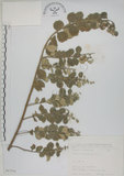中文名:海埔姜(S067536)學名:Vitex rotundifolia L. f.(S067536)英文名:Simple-leaf chaste tree
