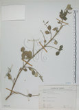 中文名:海埔姜(S068149)學名:Vitex rotundifolia L. f.(S068149)英文名:Simple-leaf chaste tree