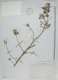 中文名:海埔姜(S068151)學名:Vitex rotundifolia L. f.(S068151)英文名:Simple-leaf chaste tree