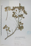 中文名:海埔姜(S068154)學名:Vitex rotundifolia L. f.(S068154)英文名:Simple-leaf chaste tree