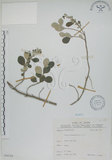 中文名:海埔姜(S068284)學名:Vitex rotundifolia L. f.(S068284)英文名:Simple-leaf chaste tree