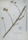 中文名:海埔姜(S068285)學名:Vitex rotundifolia L. f.(S068285)英文名:Simple-leaf chaste tree