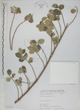 中文名:海埔姜(S072328)學名:Vitex rotundifolia L. f.(S072328)英文名:Simple-leaf chaste tree