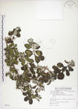 中文名:海埔姜(S085314)學名:Vitex rotundifolia L. f.(S085314)英文名:Simple-leaf chaste tree