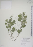 中文名:海埔姜(S086319)學名:Vitex rotundifolia L. f.(S086319)英文名:Simple-leaf chaste tree