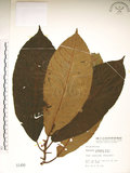 中文名:水冬瓜(S001490)學名:Saurauia tristyla DC. var. oldhamii (Hemsl.) Finet & Gagnep.(S001490)中文別名:水冬哥