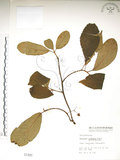 中文名:水冬瓜(S001491)學名:Saurauia tristyla DC. var. oldhamii (Hemsl.) Finet & Gagnep.(S001491)中文別名:水冬哥