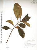 中文名:水冬瓜(S002795)學名:Saurauia tristyla DC. var. oldhamii (Hemsl.) Finet & Gagnep.(S002795)中文別名:水冬哥