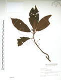 中文名:水冬瓜(S002870)學名:Saurauia tristyla DC. var. oldhamii (Hemsl.) Finet & Gagnep.(S002870)中文別名:水冬哥