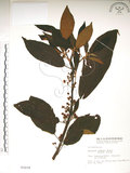 中文名:水冬瓜(S003219)學名:Saurauia tristyla DC. var. oldhamii (Hemsl.) Finet & Gagnep.(S003219)中文別名:水冬哥