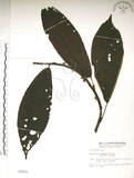 中文名:水冬瓜(S003221)學名:Saurauia tristyla DC. var. oldhamii (Hemsl.) Finet & Gagnep.(S003221)中文別名:水冬哥