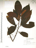 中文名:水冬瓜(S003308)學名:Saurauia tristyla DC. var. oldhamii (Hemsl.) Finet & Gagnep.(S003308)中文別名:水冬哥