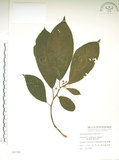 中文名:水冬瓜(S006788)學名:Saurauia tristyla DC. var. oldhamii (Hemsl.) Finet & Gagnep.(S006788)中文別名:水冬哥