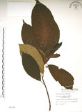 中文名:水冬瓜(S006789)學名:Saurauia tristyla DC. var. oldhamii (Hemsl.) Finet & Gagnep.(S006789)中文別名:水冬哥