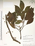 中文名:水冬瓜(S013073)學名:Saurauia tristyla DC. var. oldhamii (Hemsl.) Finet & Gagnep.(S013073)中文別名:水冬哥
