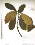 中文名:水冬瓜(S013835)學名:Saurauia tristyla DC. var. oldhamii (Hemsl.) Finet & Gagnep.(S013835)中文別名:水冬哥