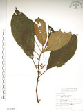 中文名:水冬瓜(S014344)學名:Saurauia tristyla DC. var. oldhamii (Hemsl.) Finet & Gagnep.(S014344)中文別名:水冬哥