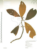 中文名:水冬瓜(S018493)學名:Saurauia tristyla DC. var. oldhamii (Hemsl.) Finet & Gagnep.(S018493)中文別名:水冬哥