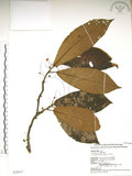 中文名:水冬瓜(S028613)學名:Saurauia tristyla DC. var. oldhamii (Hemsl.) Finet & Gagnep.(S028613)中文別名:水冬哥
