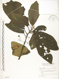 中文名:水冬瓜(S030715)學名:Saurauia tristyla DC. var. oldhamii (Hemsl.) Finet & Gagnep.(S030715)中文別名:水冬哥