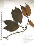 中文名:水冬瓜(S030848)學名:Saurauia tristyla DC. var. oldhamii (Hemsl.) Finet & Gagnep.(S030848)中文別名:水冬哥