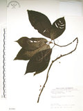 中文名:水冬瓜(S035505)學名:Saurauia tristyla DC. var. oldhamii (Hemsl.) Finet & Gagnep.(S035505)中文別名:水冬哥