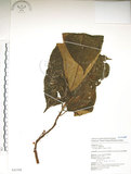 中文名:水冬瓜(S043388)學名:Saurauia tristyla DC. var. oldhamii (Hemsl.) Finet & Gagnep.(S043388)中文別名:水冬哥