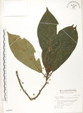 中文名:水冬瓜(S046891)學名:Saurauia tristyla DC. var. oldhamii (Hemsl.) Finet & Gagnep.(S046891)中文別名:水冬哥