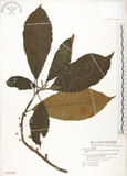 中文名:水冬瓜(S047208)學名:Saurauia tristyla DC. var. oldhamii (Hemsl.) Finet & Gagnep.(S047208)中文別名:水冬哥