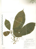 中文名:水冬瓜(S053827)學名:Saurauia tristyla DC. var. oldhamii (Hemsl.) Finet & Gagnep.(S053827)中文別名:水冬哥