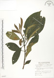 中文名:水冬瓜(S055077)學名:Saurauia tristyla DC. var. oldhamii (Hemsl.) Finet & Gagnep.(S055077)中文別名:水冬哥