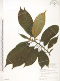 中文名:水冬瓜(S064958)學名:Saurauia tristyla DC. var. oldhamii (Hemsl.) Finet & Gagnep.(S064958)中文別名:水冬哥