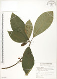 中文名:水冬瓜(S067950)學名:Saurauia tristyla DC. var. oldhamii (Hemsl.) Finet & Gagnep.(S067950)中文別名:水冬哥