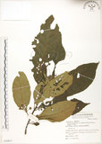 中文名:水冬瓜(S070011)學名:Saurauia tristyla DC. var. oldhamii (Hemsl.) Finet & Gagnep.(S070011)中文別名:水冬哥