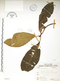 中文名:水冬瓜(S075317)學名:Saurauia tristyla DC. var. oldhamii (Hemsl.) Finet & Gagnep.(S075317)中文別名:水冬哥