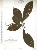 中文名:水冬瓜(S075319)學名:Saurauia tristyla DC. var. oldhamii (Hemsl.) Finet & Gagnep.(S075319)中文別名:水冬哥