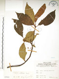 中文名:水冬瓜(S075321)學名:Saurauia tristyla DC. var. oldhamii (Hemsl.) Finet & Gagnep.(S075321)中文別名:水冬哥