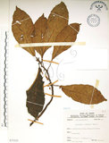 中文名:水冬瓜(S075323)學名:Saurauia tristyla DC. var. oldhamii (Hemsl.) Finet & Gagnep.(S075323)中文別名:水冬哥