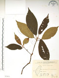 中文名:水冬瓜(S075873)學名:Saurauia tristyla DC. var. oldhamii (Hemsl.) Finet & Gagnep.(S075873)中文別名:水冬哥