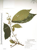 中文名:水冬瓜(S082656)學名:Saurauia tristyla DC. var. oldhamii (Hemsl.) Finet & Gagnep.(S082656)中文別名:水冬哥