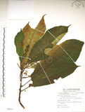 中文名:水冬瓜(S088015)學名:Saurauia tristyla DC. var. oldhamii (Hemsl.) Finet & Gagnep.(S088015)中文別名:水冬哥